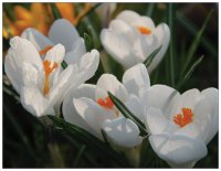 Krokusse