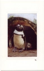 Pinguin im Baum