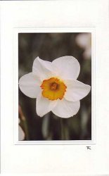 Narzissenblüte