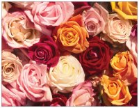 Rosenblüten
