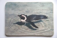 Mousepad Pinguin 19x27cm