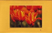 Tulpen auf Gelb