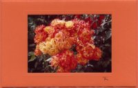 Orangene Rosen