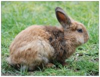 Hase
