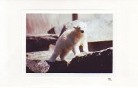 Wilbär klettert