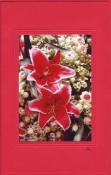 Rote Lilien