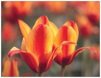 Tulpenpaar