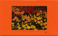 Dahlien