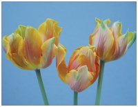 Drei Tulpen