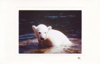 Wilbär im Wasser