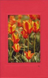 Tulpen hochformat