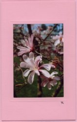 Drei Magnolienblüten