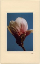 Weiße Magnolienblüte