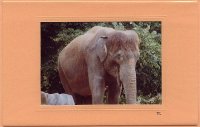 Lachender Elefant