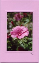 Sommer-Lavatere