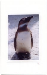 Neugieriger Pinguin
