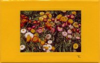 Strohblumen