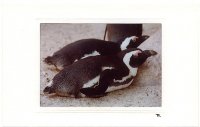 Liegende Pinguine