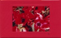 Rote Anemonen