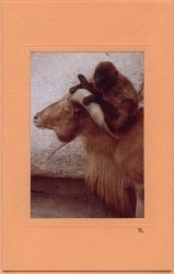 Steinbock mit Affe