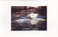 Schwimmender Wilbär