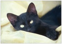 Schwarze Katze