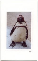 Fauler Pinguin