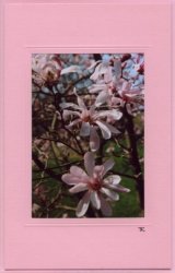 Sternenmagnolien