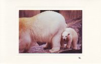 Wilbär versteckt sich