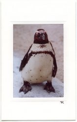 Frecher Pinguin