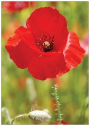 Mohnblume