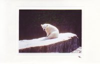 Wilbär auf Felsen