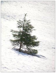 Tannenbaum