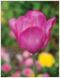 Tulpe