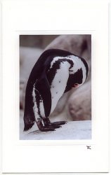 "Putziger" Pinguin