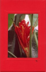 Roter Ingwer