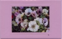 Anemonen