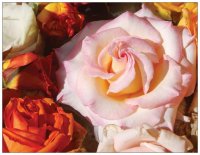 Bunte Rosen