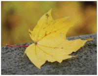 Herbstblatt