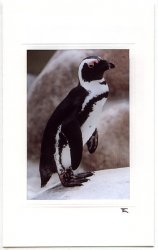 Balanzierender Pinguin