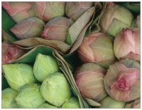 Lotusblüten