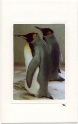 Zwei Kaiserpinguine