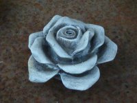 Steinrose