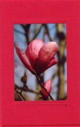 Rote Magnolienblüte