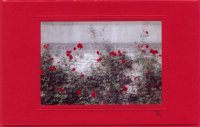 Rosenwand