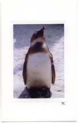 Genießender Pinguin