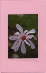 Rosa Magnolienblüte