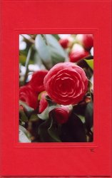 Rote Ranunkel