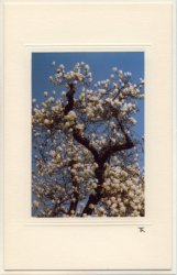 Weißer Magnolienbaum
