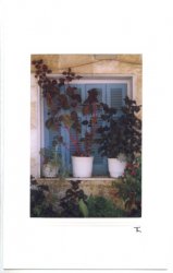 Fenster mit Topfpflanzen